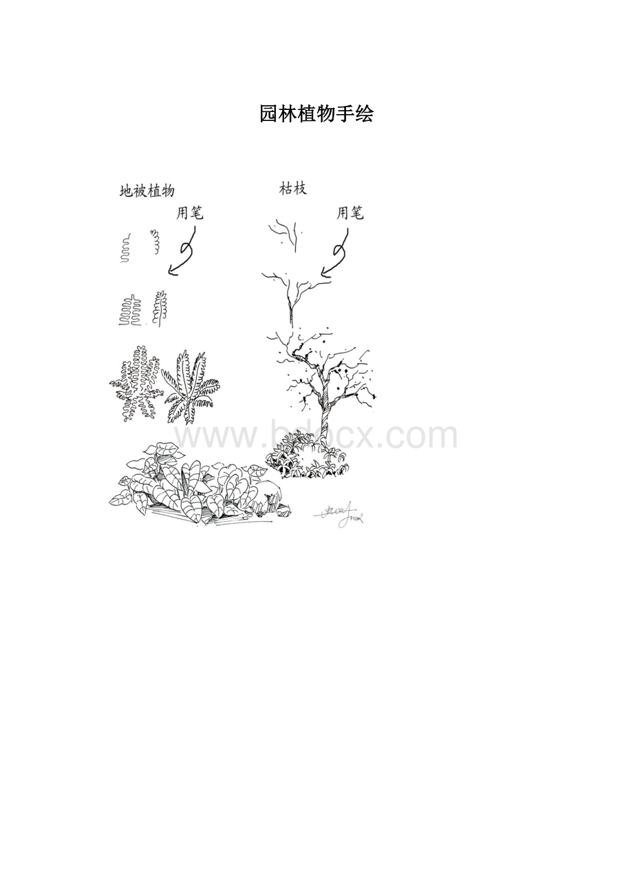 园林植物手绘.docx_第1页