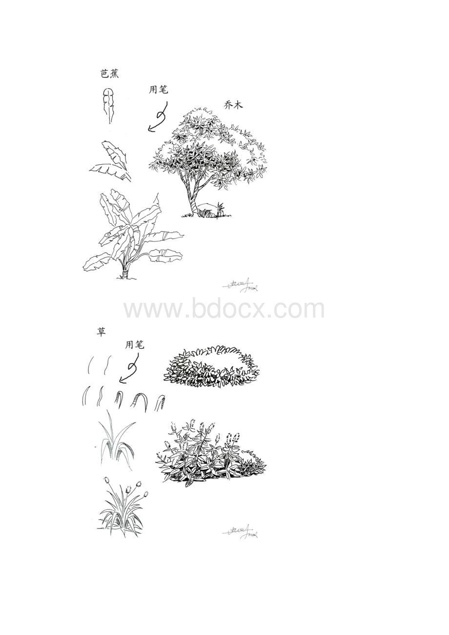 园林植物手绘.docx_第3页