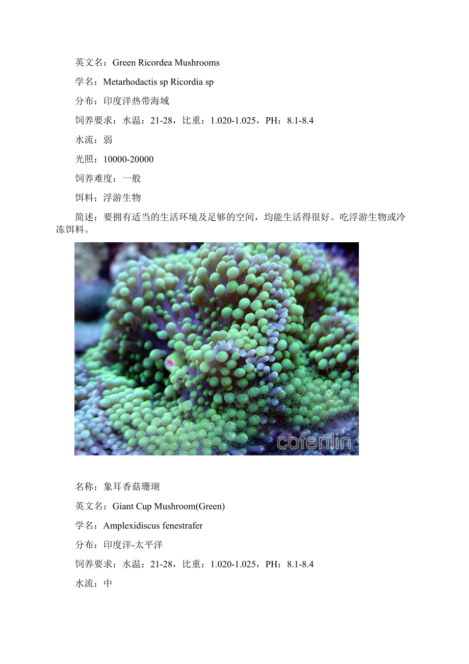 常见珊瑚赏析Word格式文档下载.docx_第2页