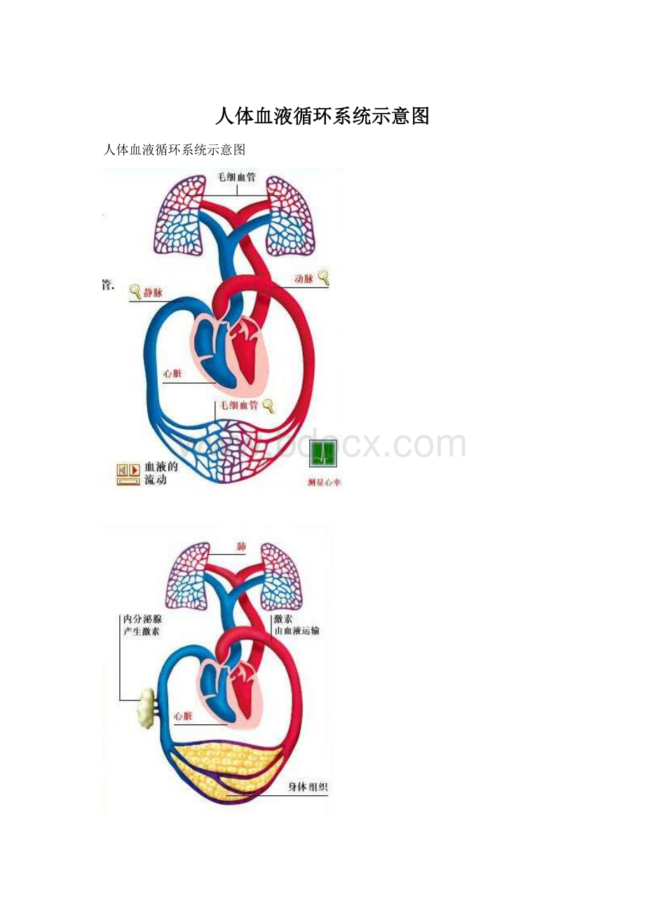 人体血液循环系统示意图.docx_第1页