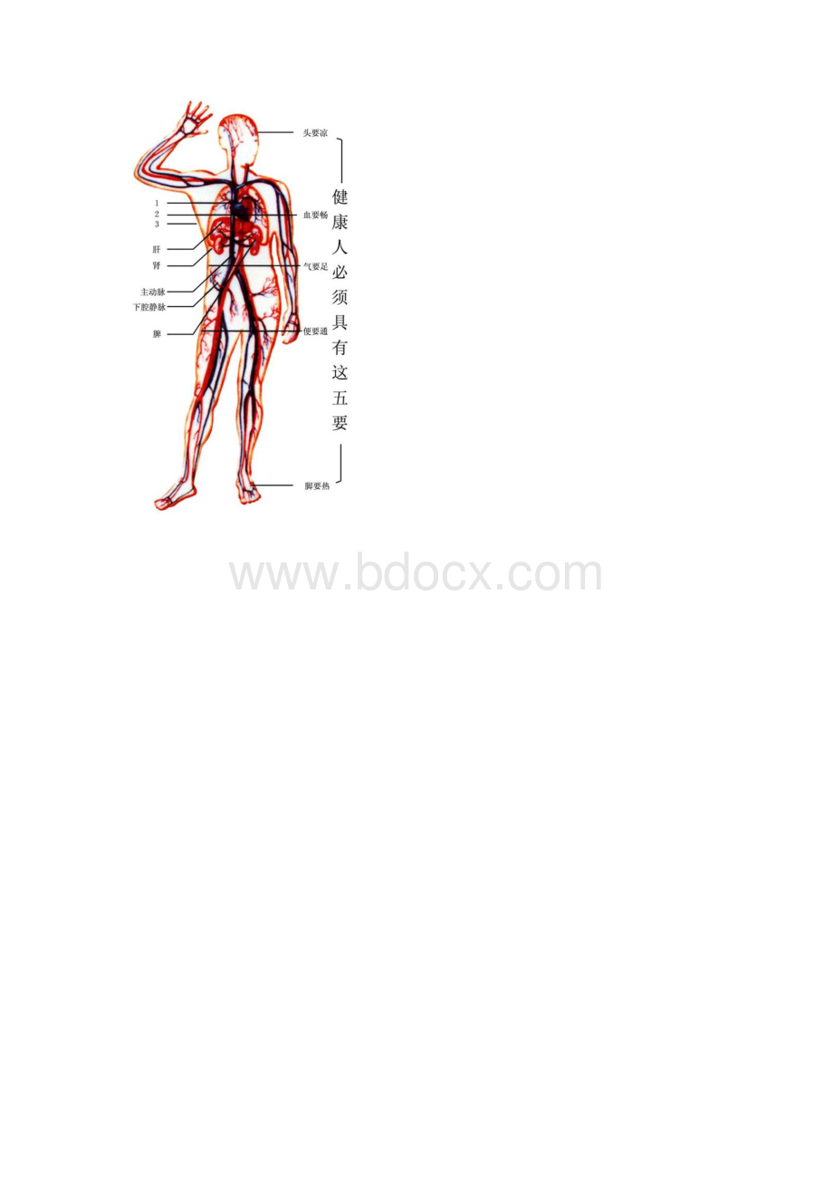 人体血液循环系统示意图Word文件下载.docx_第3页