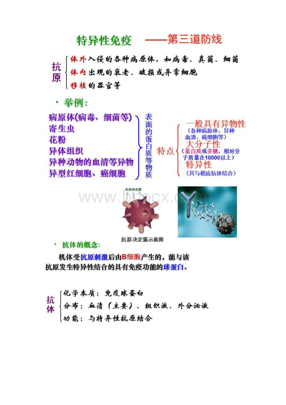 高中生物免疫调节知识总结Word文件下载.docx_第3页