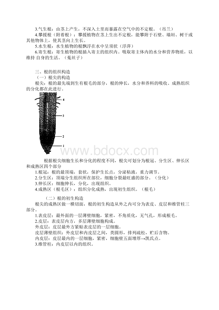 植物的器官.docx_第3页