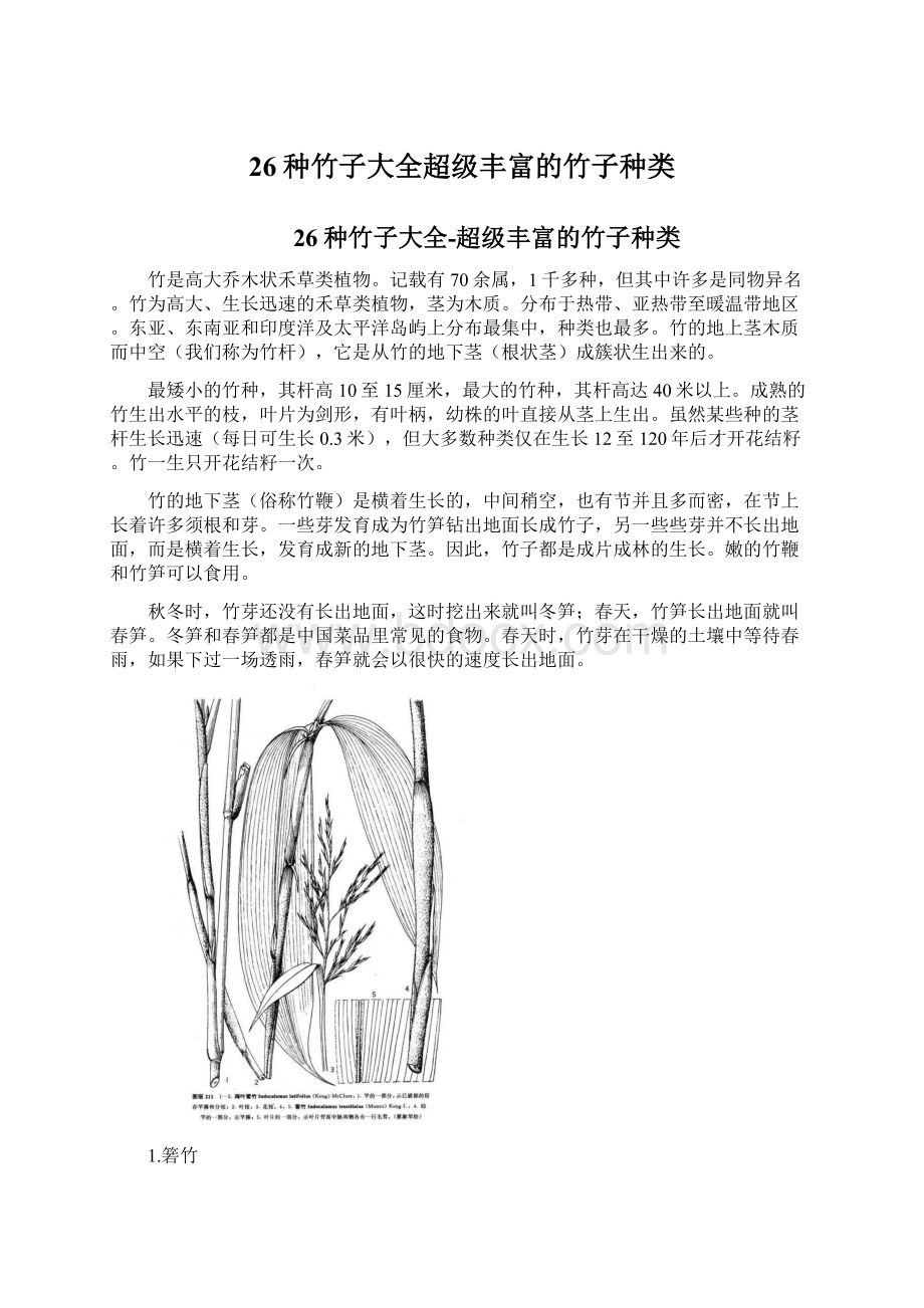 26种竹子大全超级丰富的竹子种类Word格式文档下载.docx