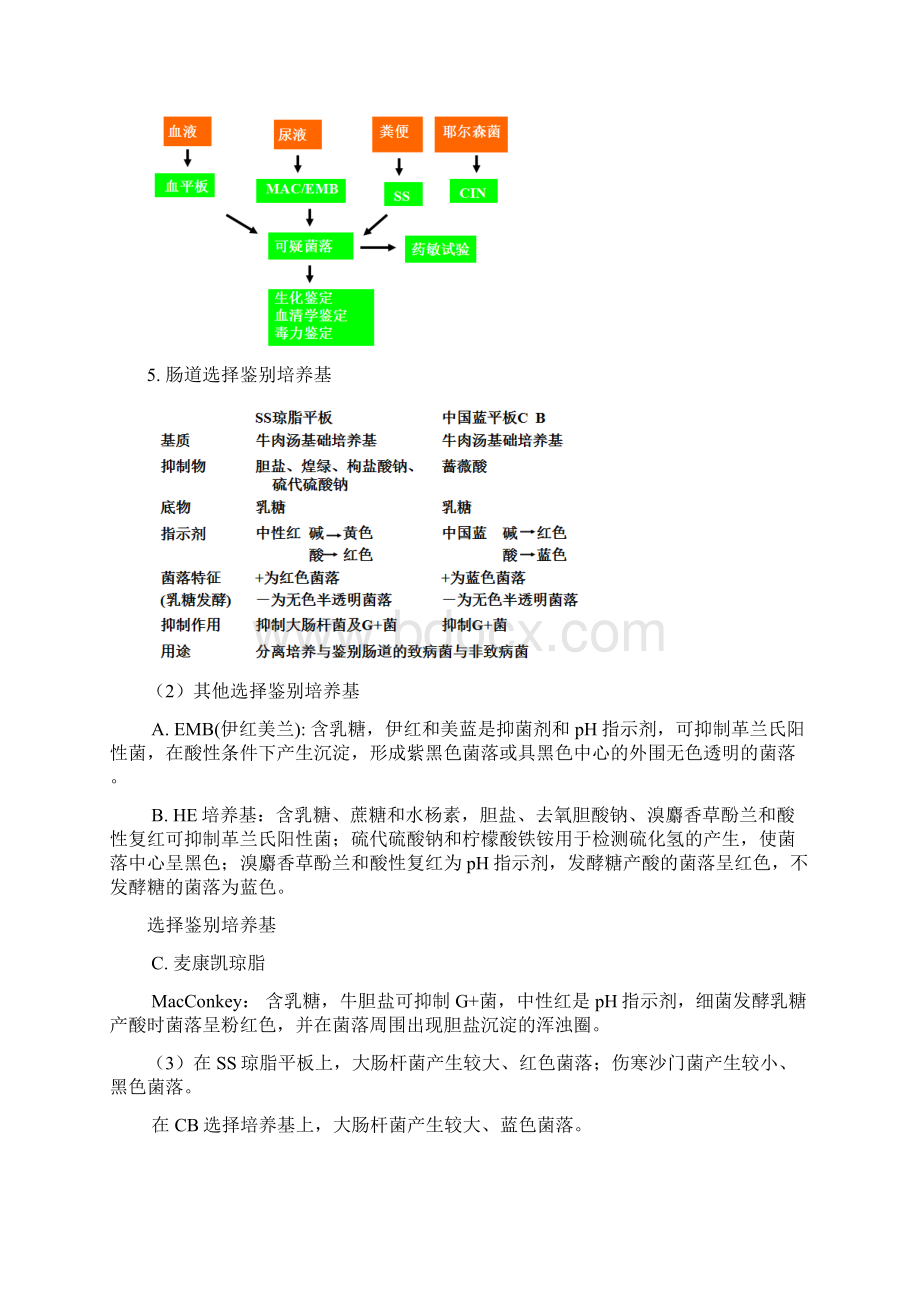 肠杆菌科Word文件下载.docx_第2页