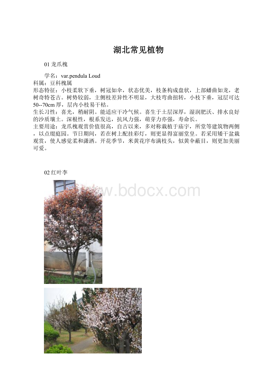 湖北常见植物.docx_第1页