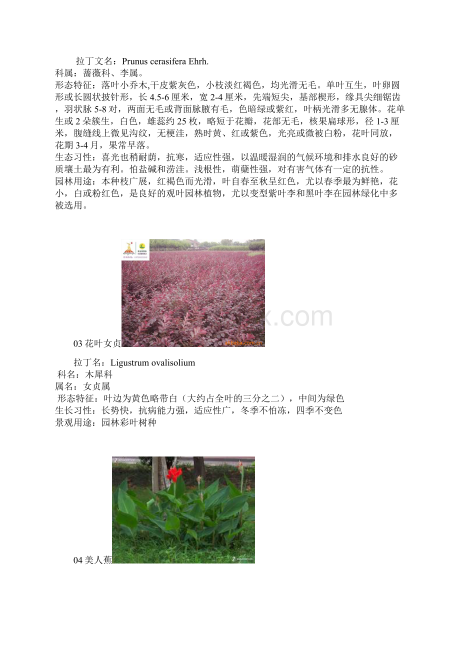 湖北常见植物.docx_第2页