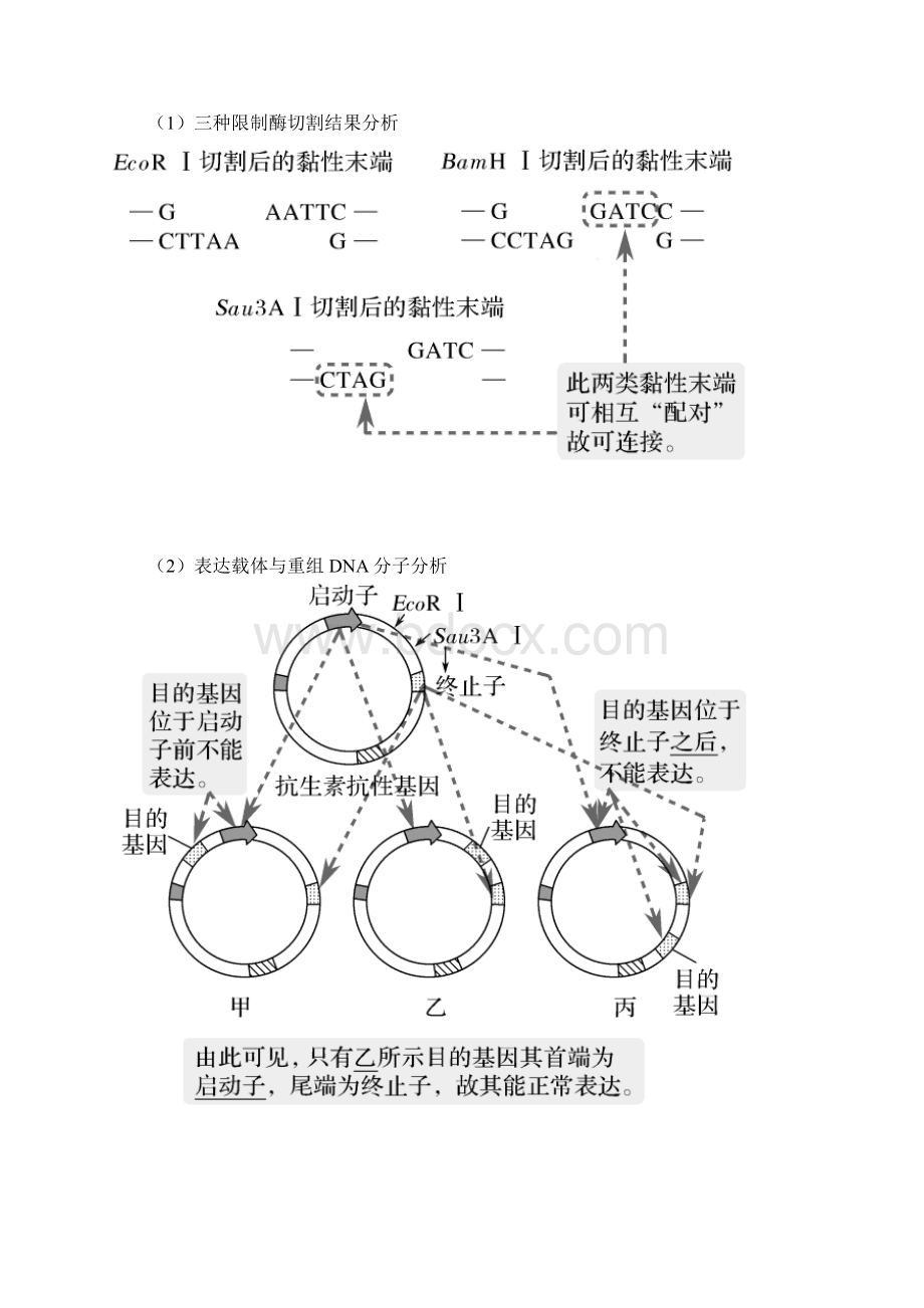 届高考生物一轮复习考点加强课6限制酶的选择与目的基因的检测与鉴定.docx_第3页