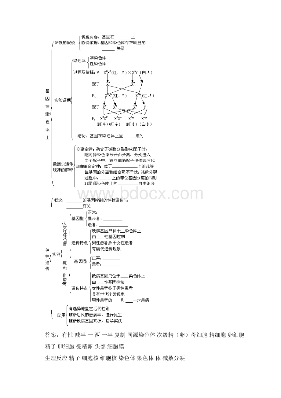 基因和染色体的关系.docx_第3页