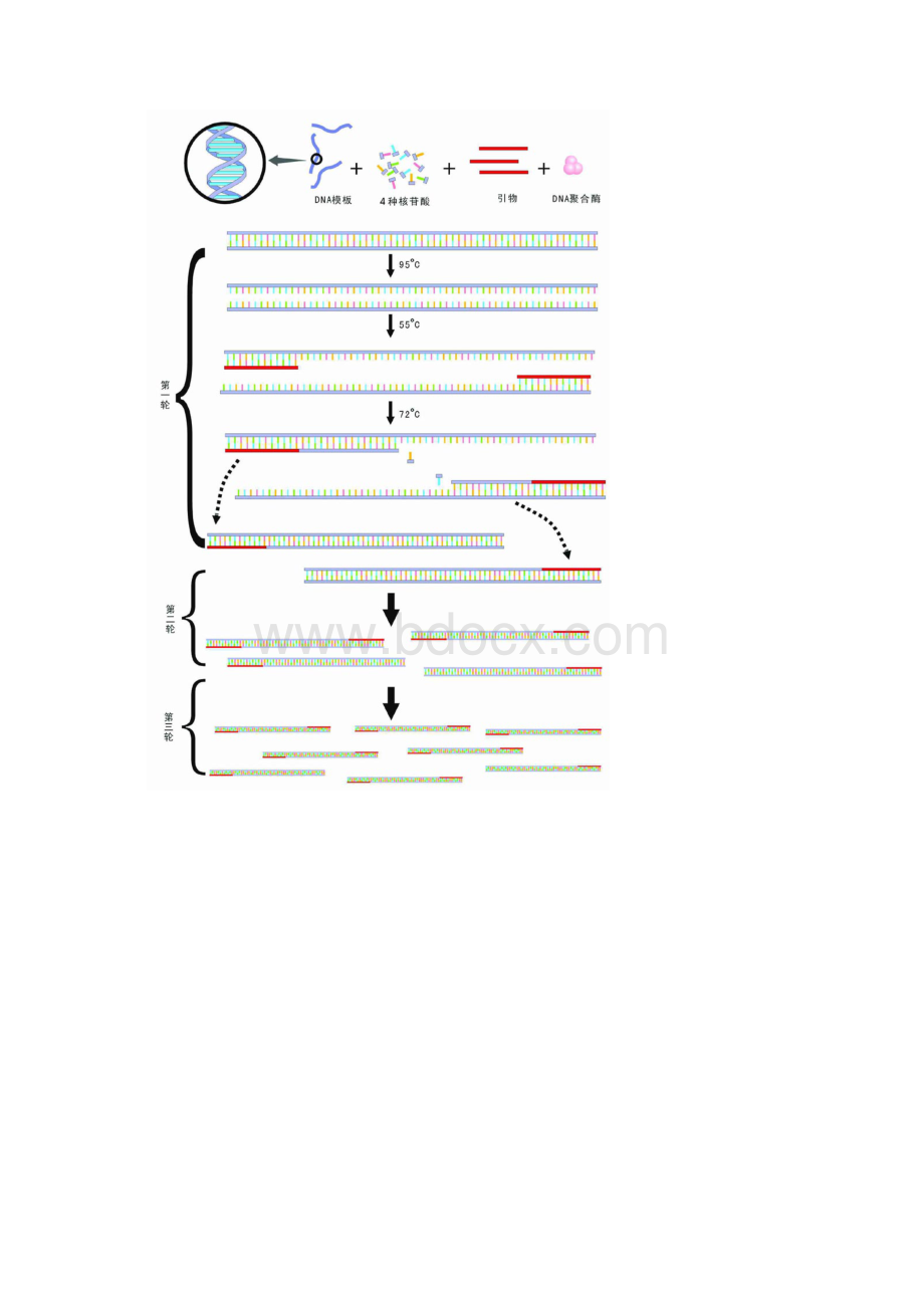 PCR扩增的原理和操作步骤.docx_第3页