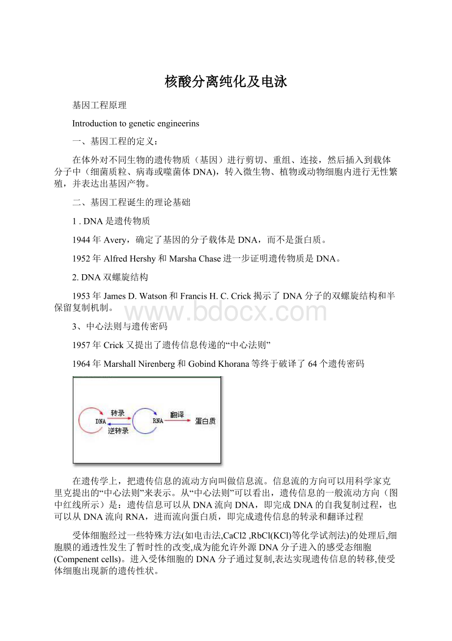 核酸分离纯化及电泳Word文档下载推荐.docx