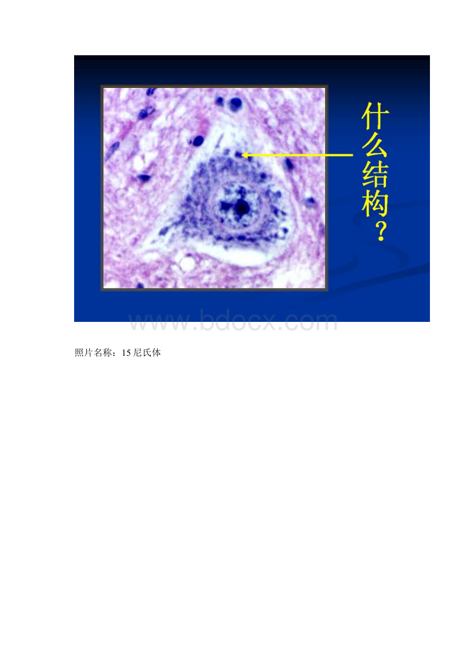 组胚实验考试图及答案文档格式.docx_第2页