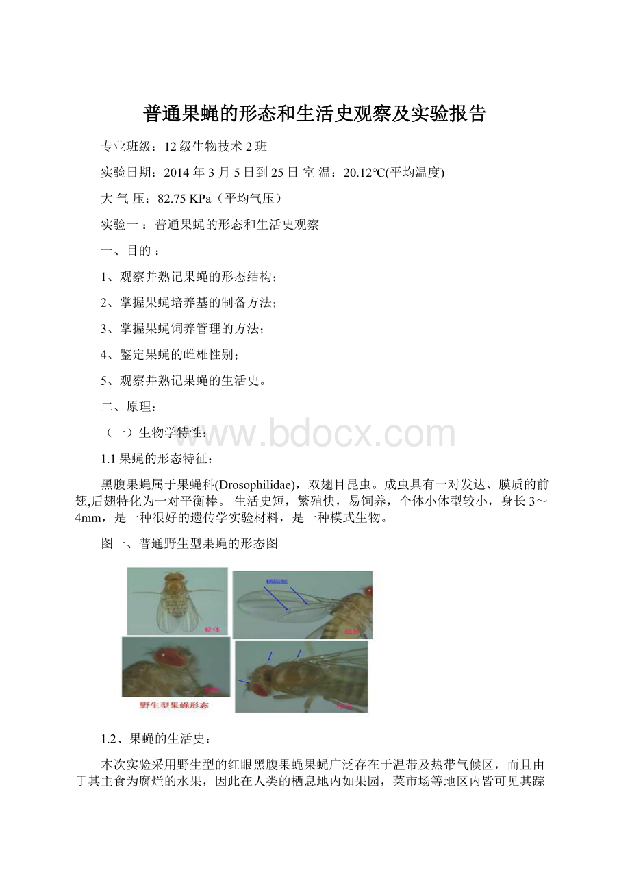 普通果蝇的形态和生活史观察及实验报告.docx_第1页