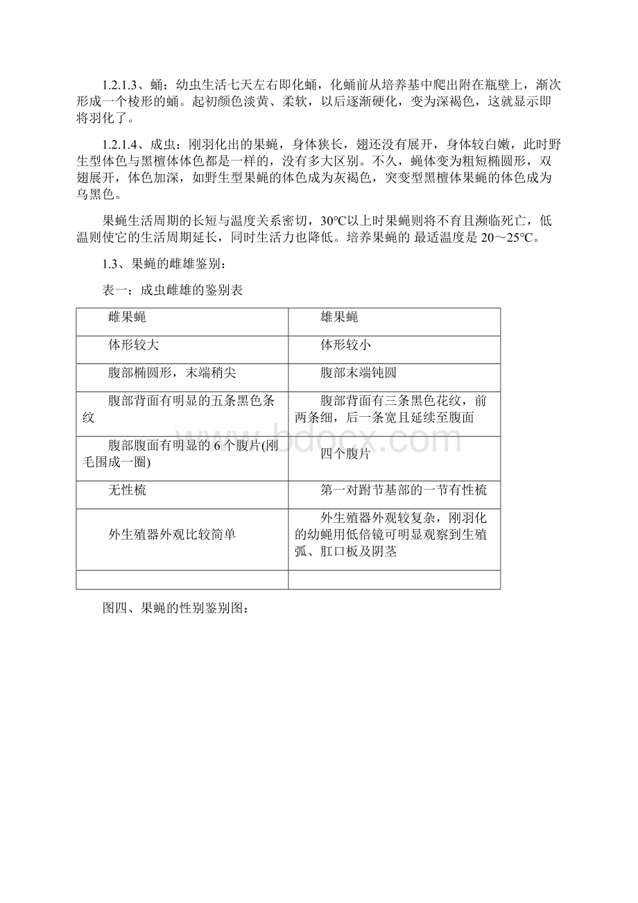 普通果蝇的形态和生活史观察及实验报告.docx_第3页