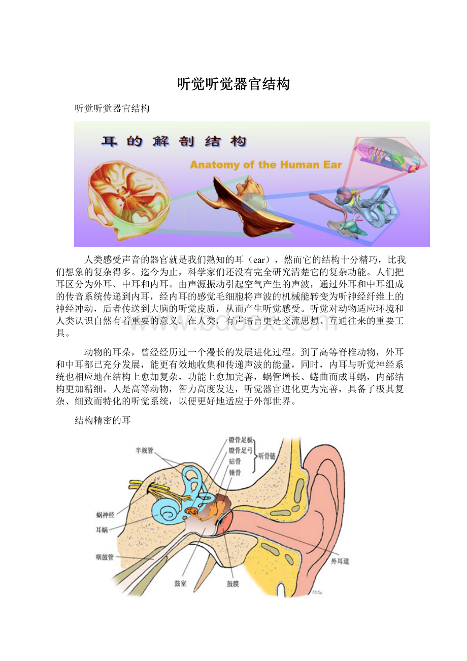 听觉听觉器官结构Word文档格式.docx_第1页