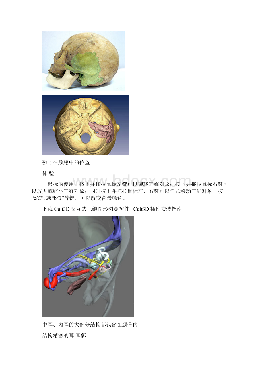 听觉听觉器官结构Word文档格式.docx_第3页