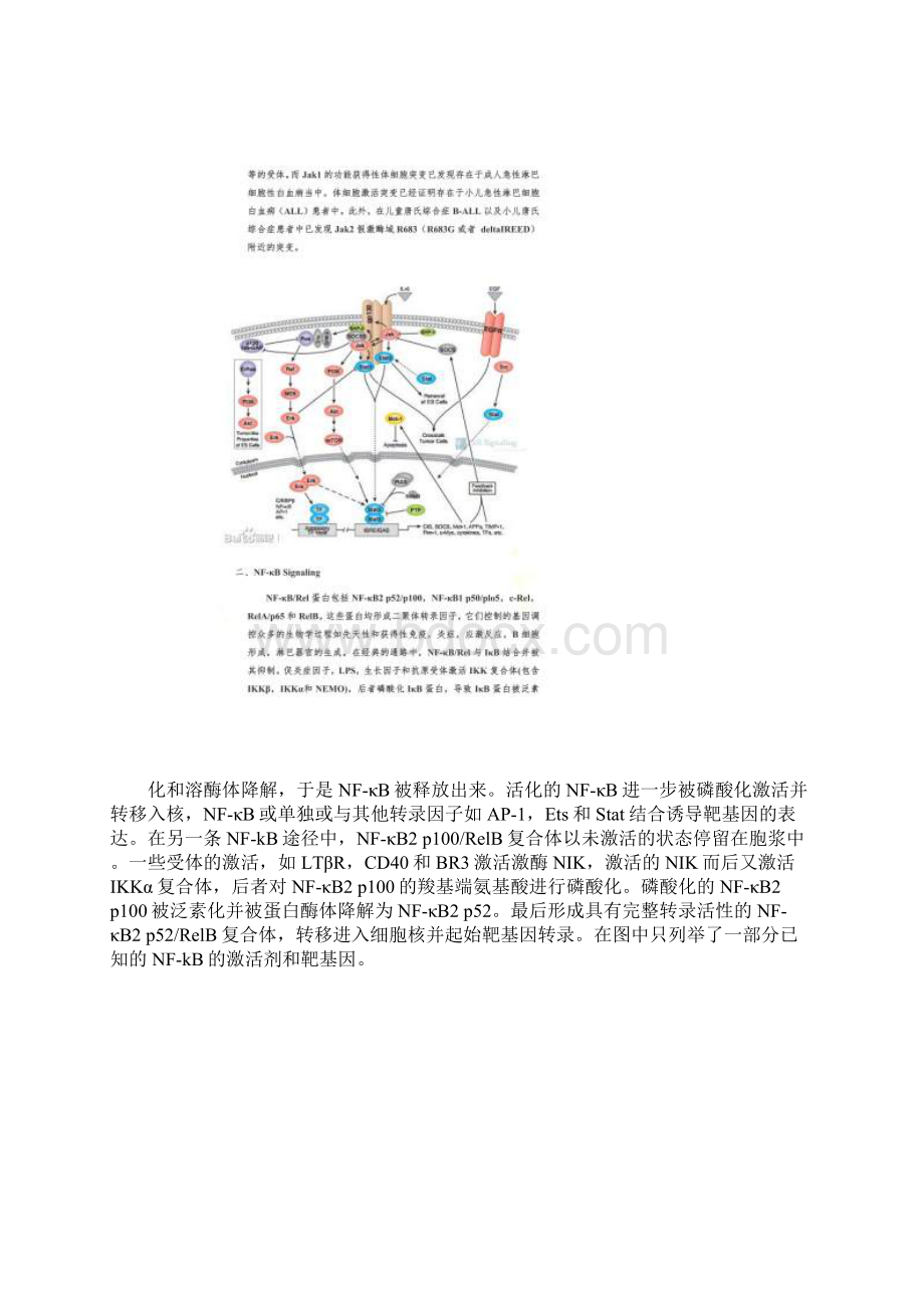 免疫和炎症相关信号通路.docx_第2页