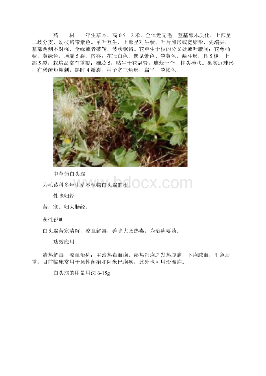 100种中草药彩色图谱Word文档格式.docx_第3页