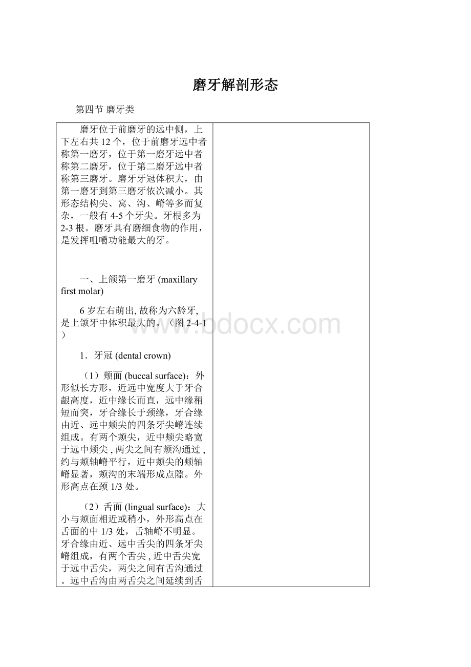 磨牙解剖形态Word格式文档下载.docx