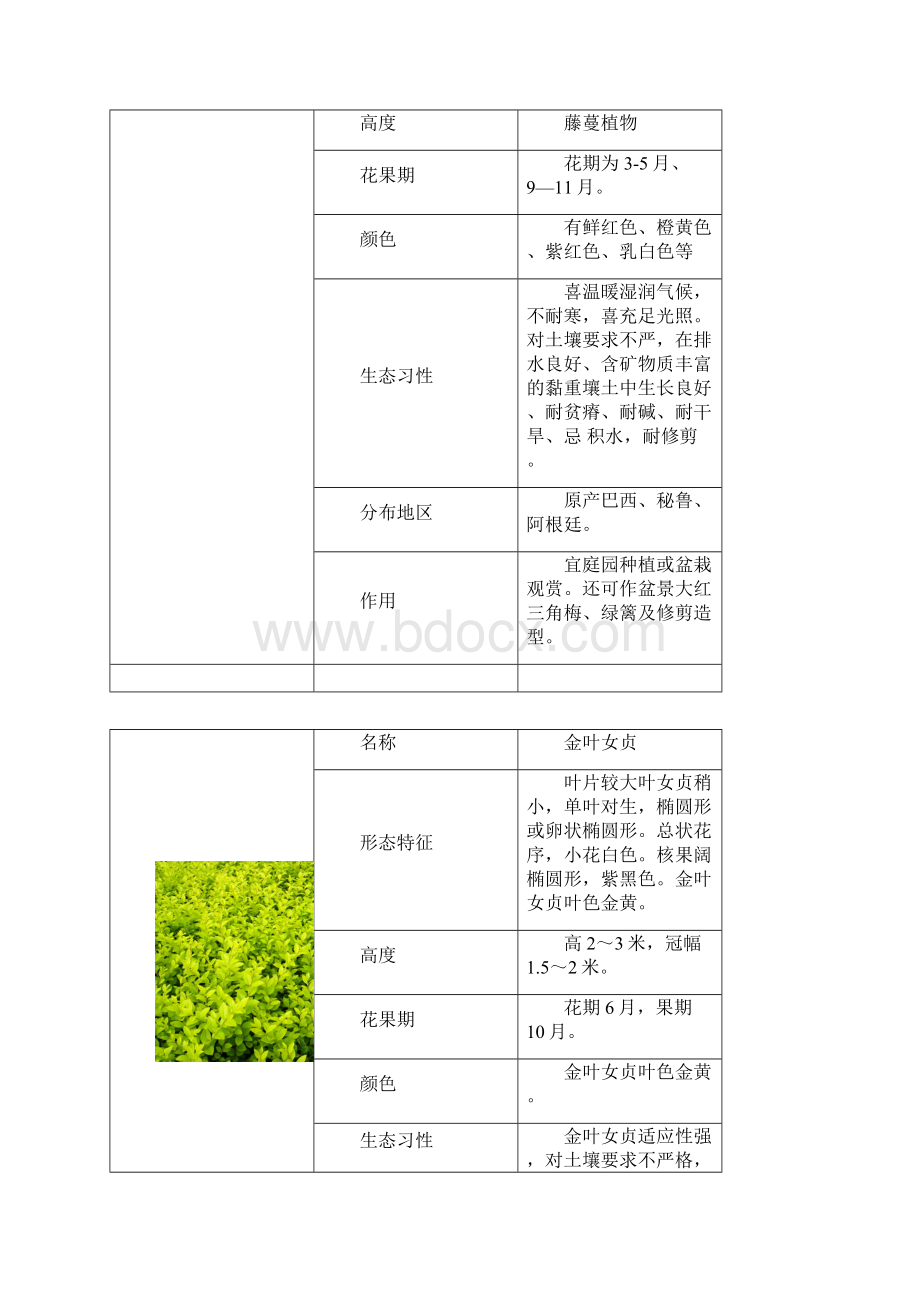 重庆地区常见灌木类.docx_第2页