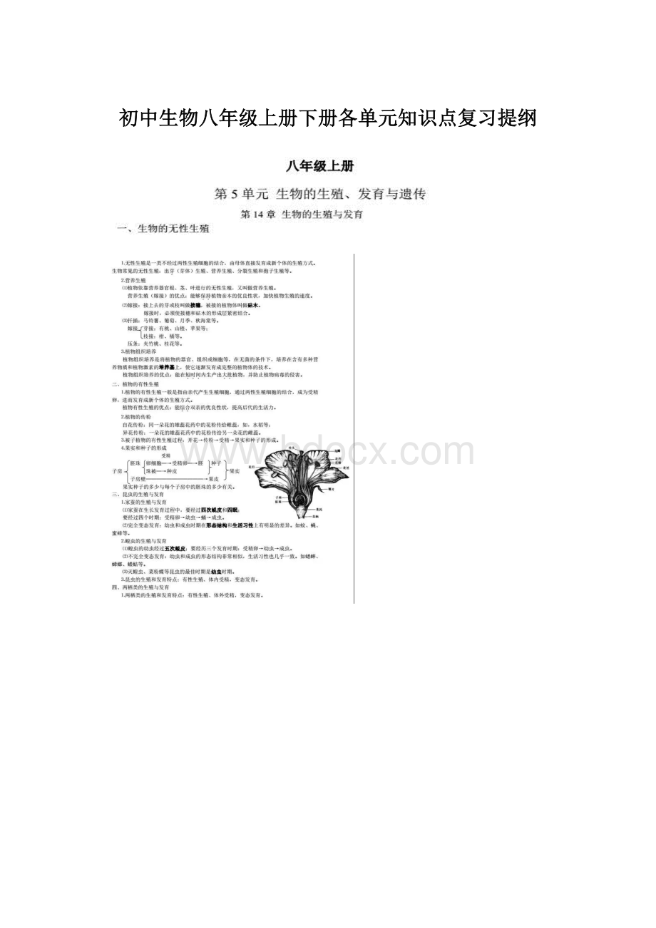 初中生物八年级上册下册各单元知识点复习提纲.docx