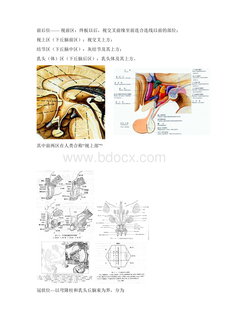 下丘脑神经解剖学讲稿Word下载.docx_第2页