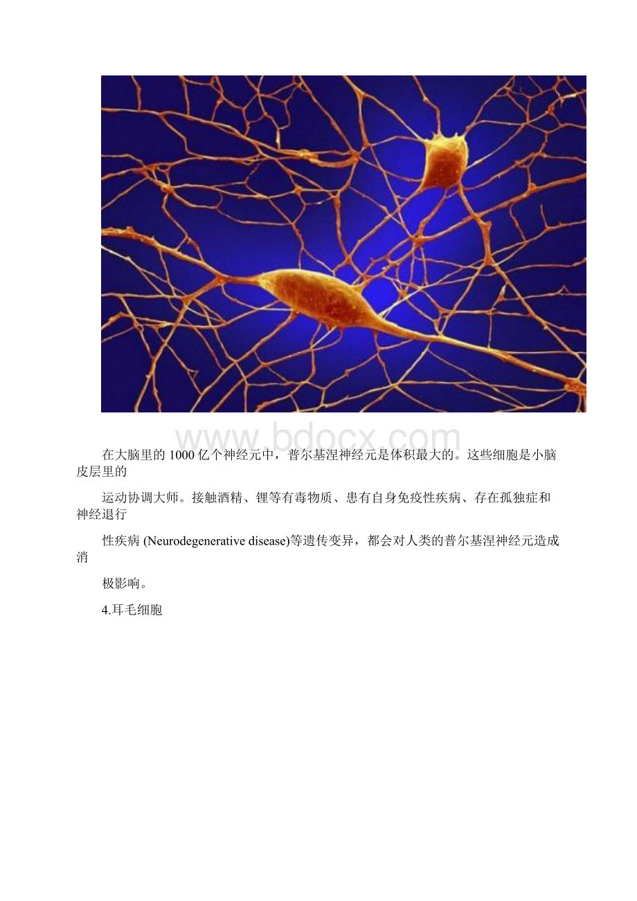 人体显微图片.docx_第3页