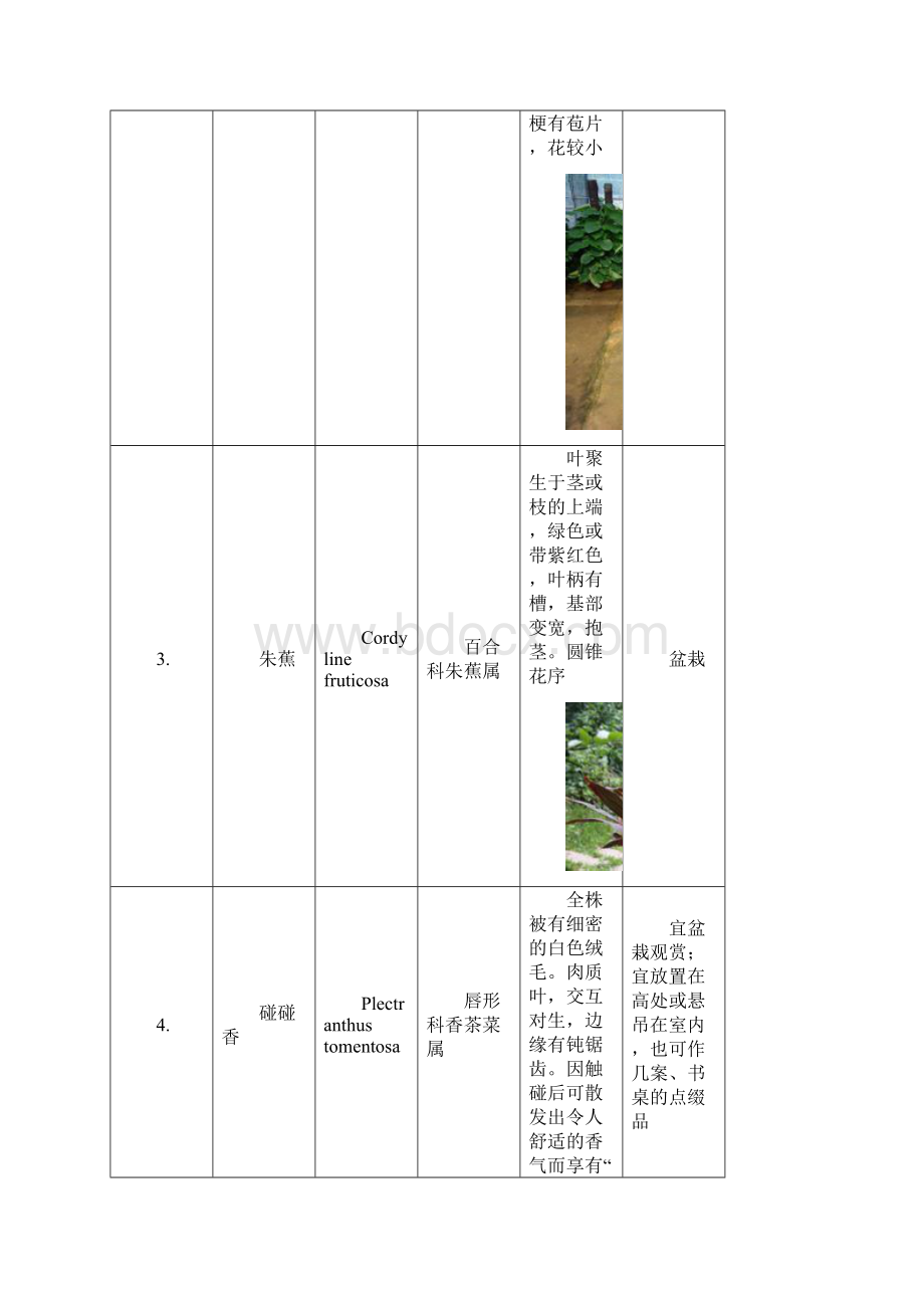 漳州花博园实习植物名录Word格式文档下载.docx_第2页