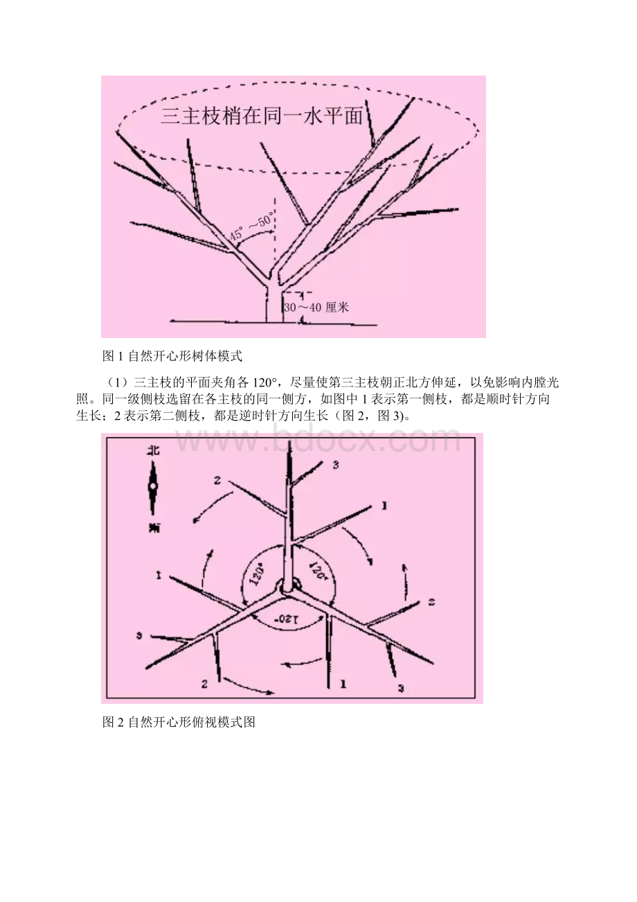 桃树自然开心形整形修剪过程图解学习材料.docx_第2页