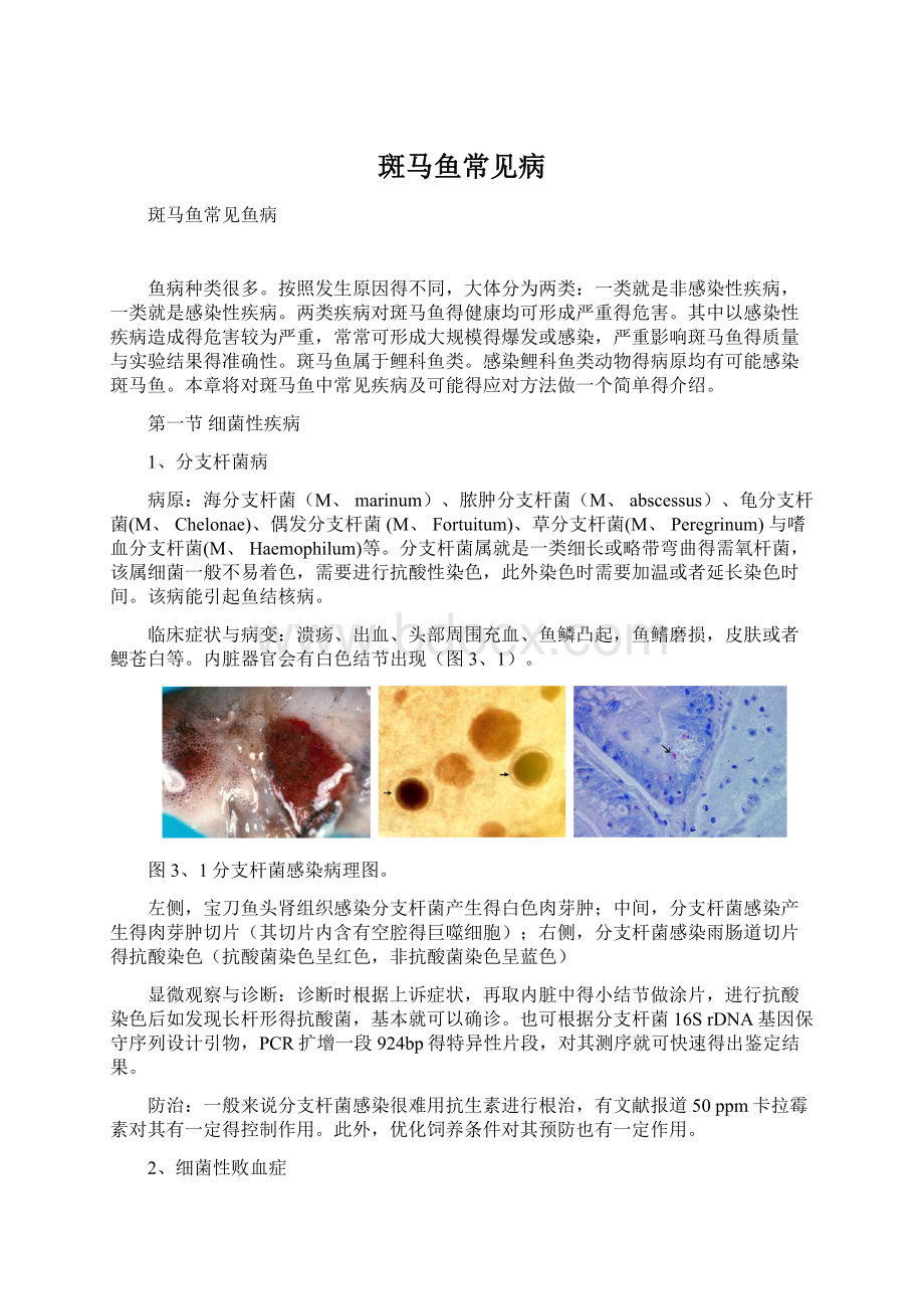 斑马鱼常见病.docx