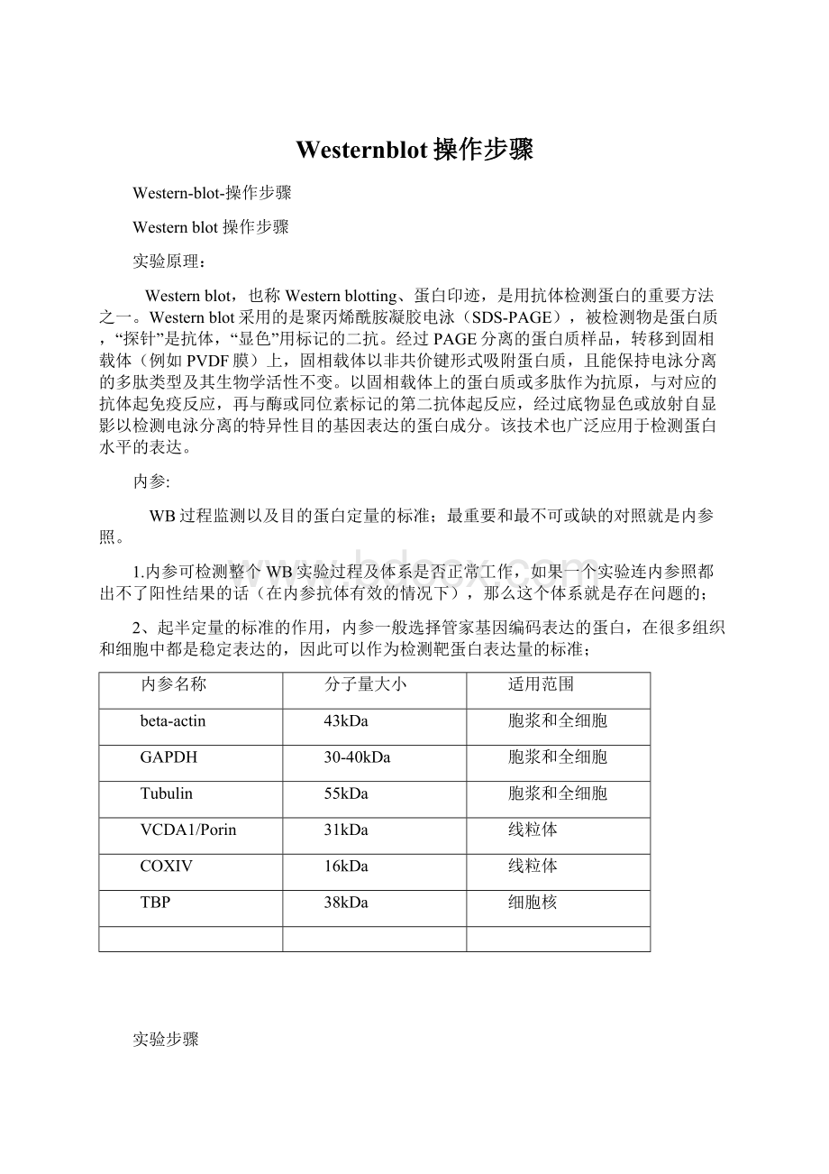 Westernblot操作步骤.docx_第1页