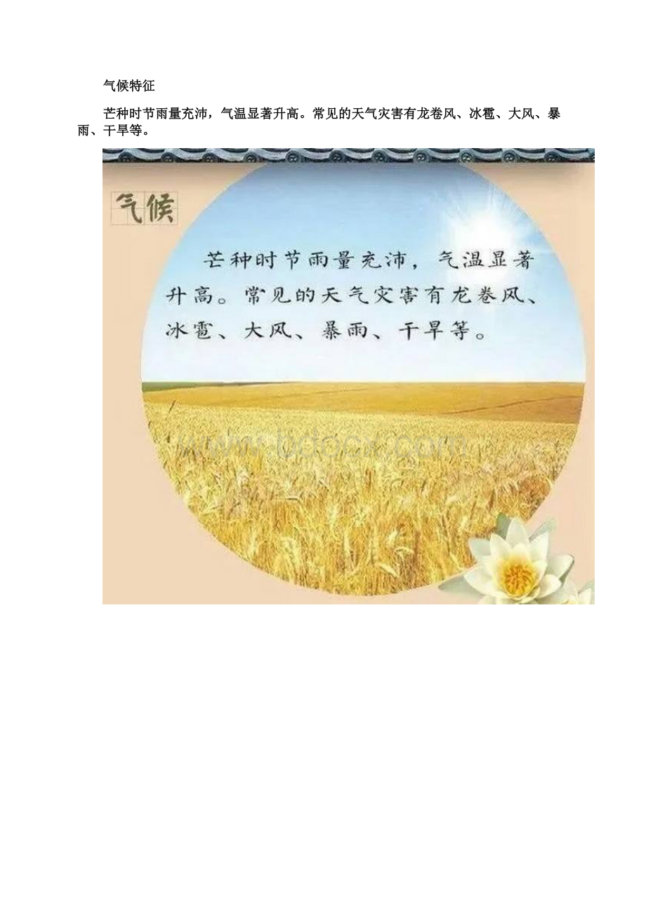 幼儿教案幼儿园二十四节气教案小班芒种主题活动.docx_第3页