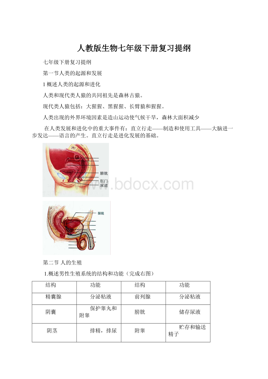 人教版生物七年级下册复习提纲.docx_第1页