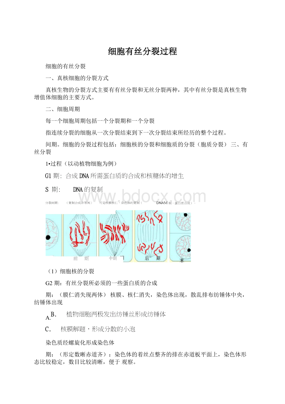细胞有丝分裂过程.docx_第1页