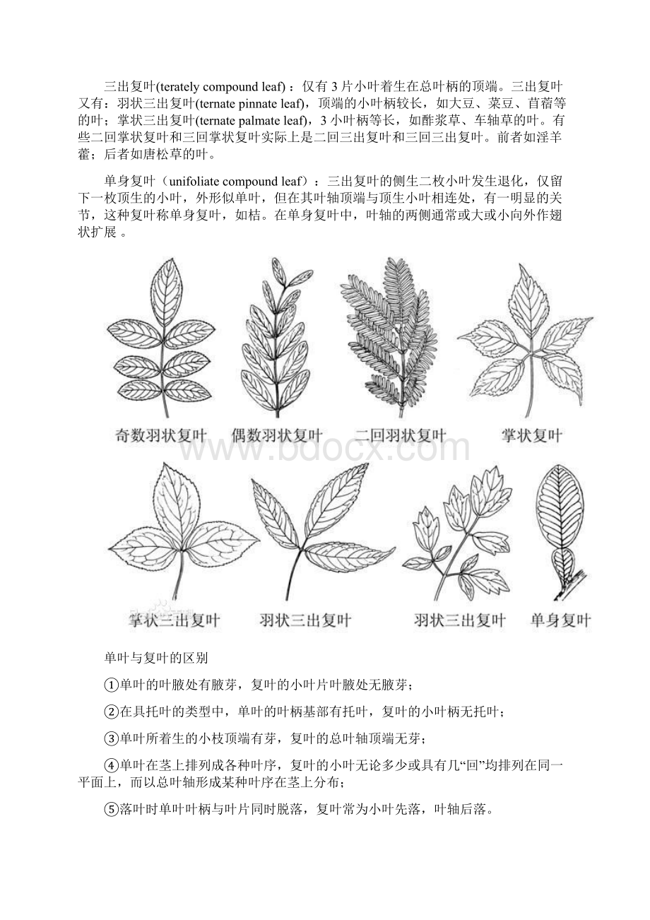 植物学基础知识.docx_第2页