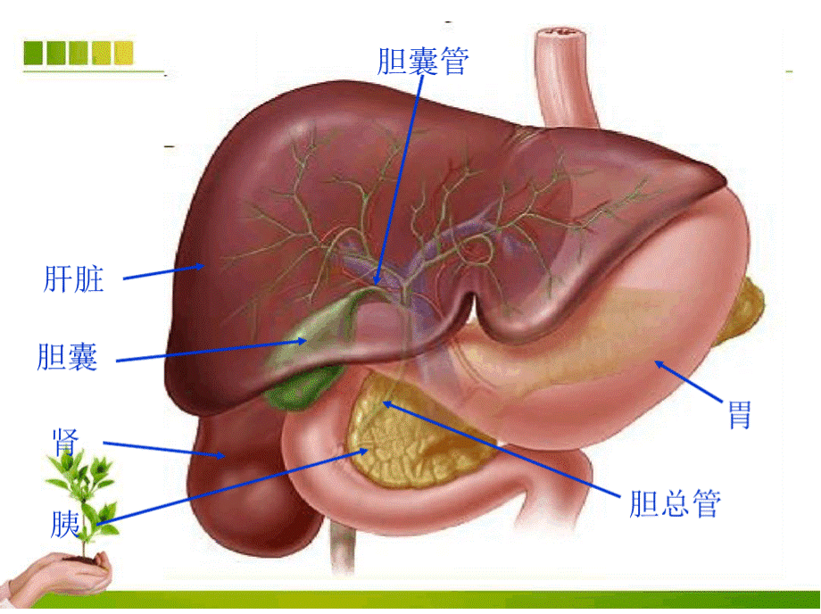 胆石症ppt课件PPT课件下载推荐.pptx_第3页