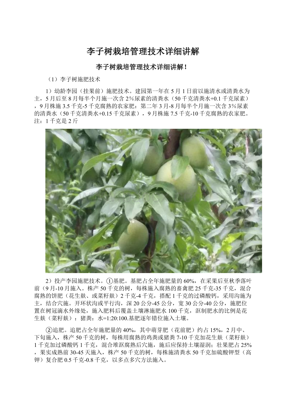 李子树栽培管理技术详细讲解.docx_第1页