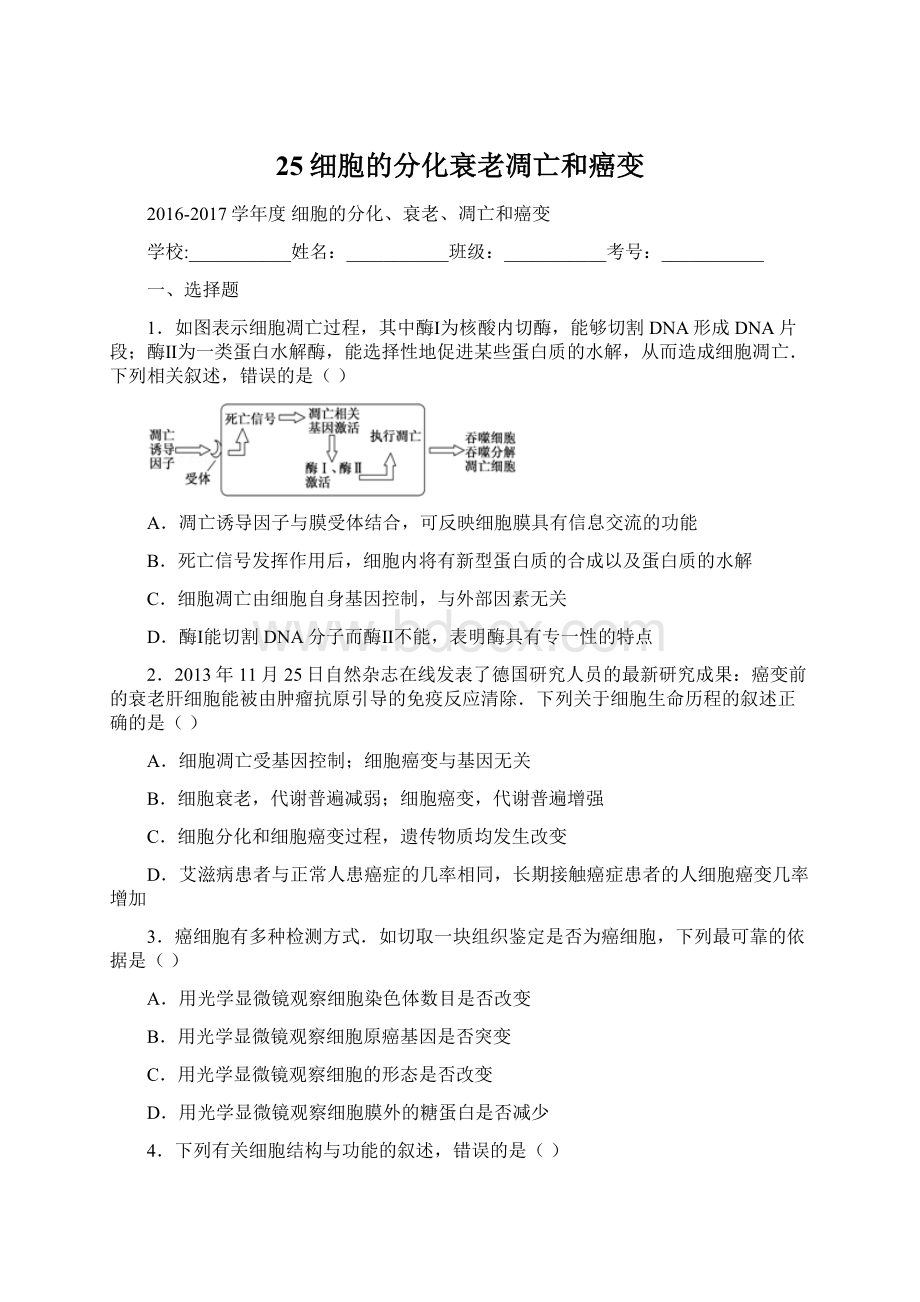 25细胞的分化衰老凋亡和癌变Word下载.docx