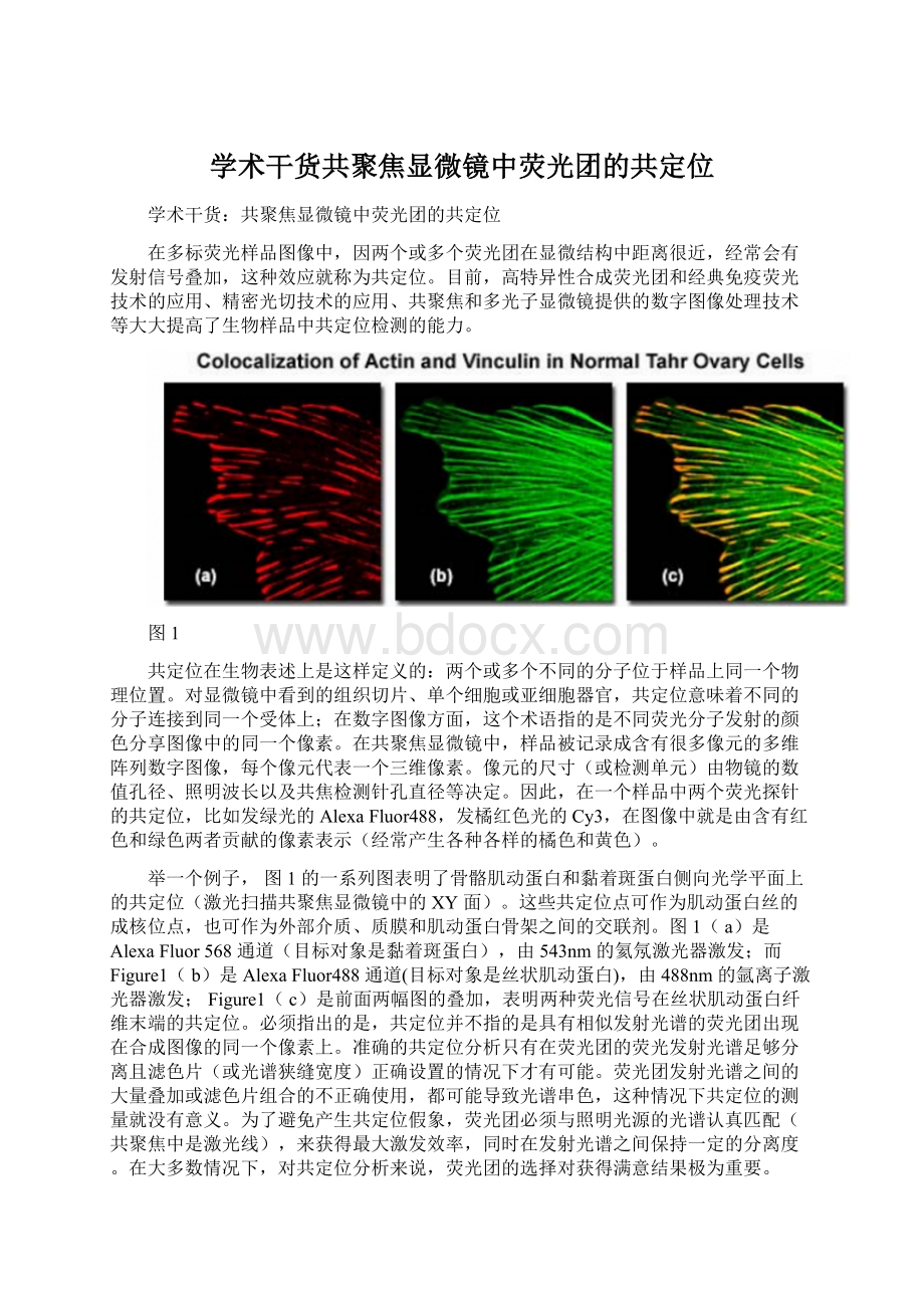 学术干货共聚焦显微镜中荧光团的共定位Word格式文档下载.docx_第1页