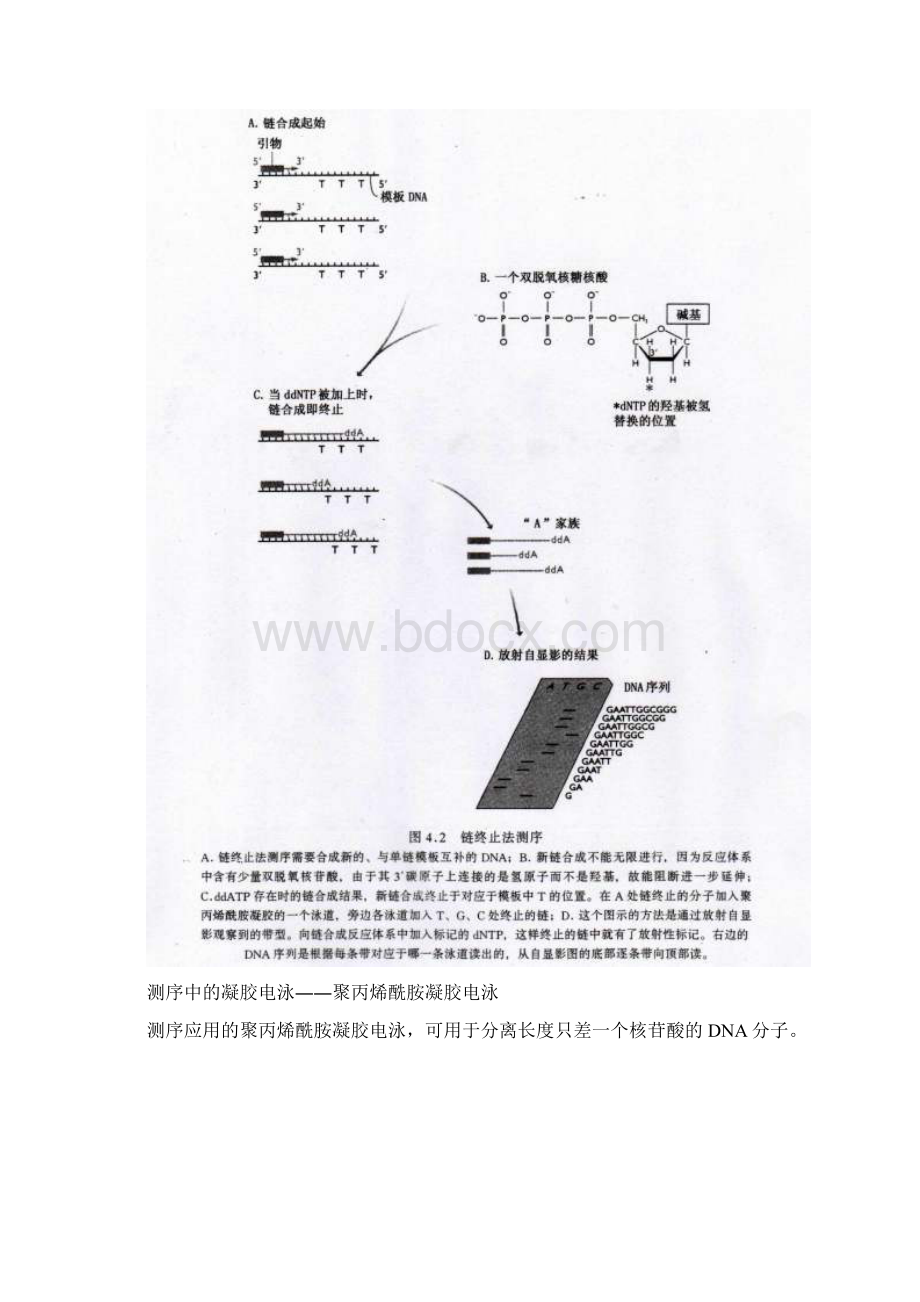 测序.docx_第3页