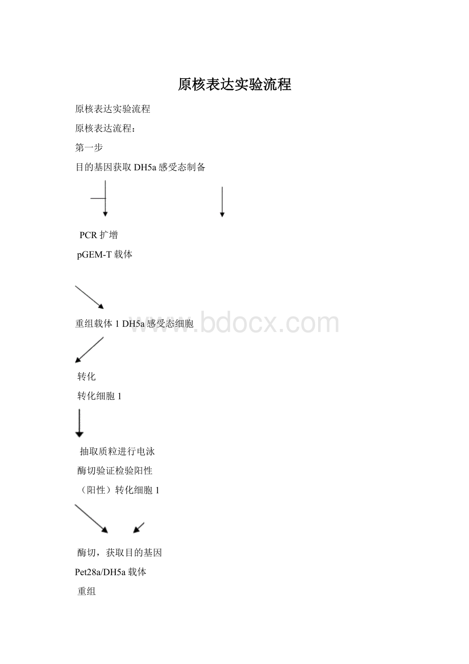 原核表达实验流程Word文档下载推荐.docx