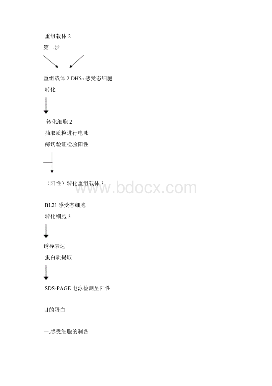 原核表达实验流程.docx_第2页