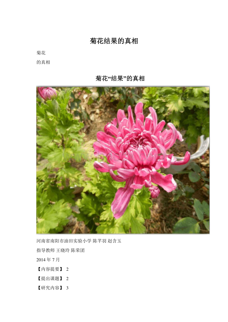 菊花结果的真相Word文档格式.docx_第1页