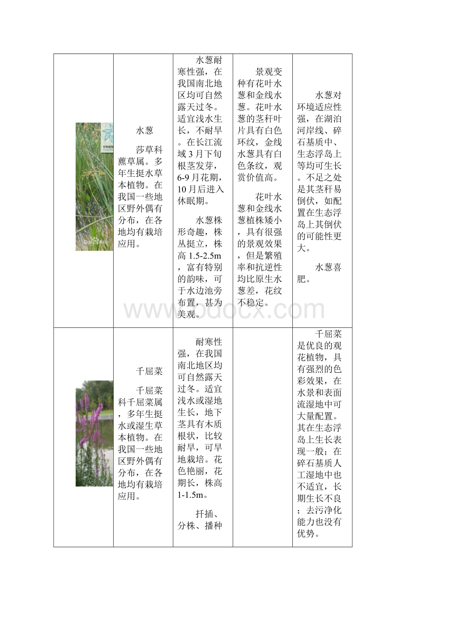 常用水生植物种类总结Word格式.docx_第3页