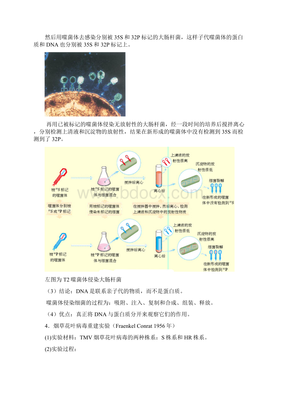 专题八基因与分子生物学Word格式文档下载.docx_第3页