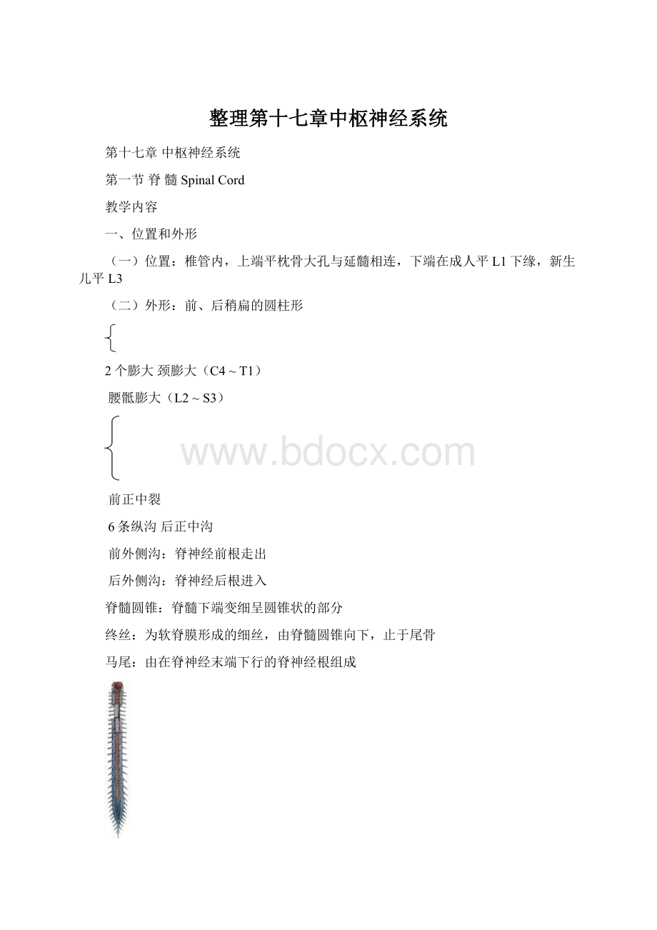 整理第十七章中枢神经系统文档格式.docx