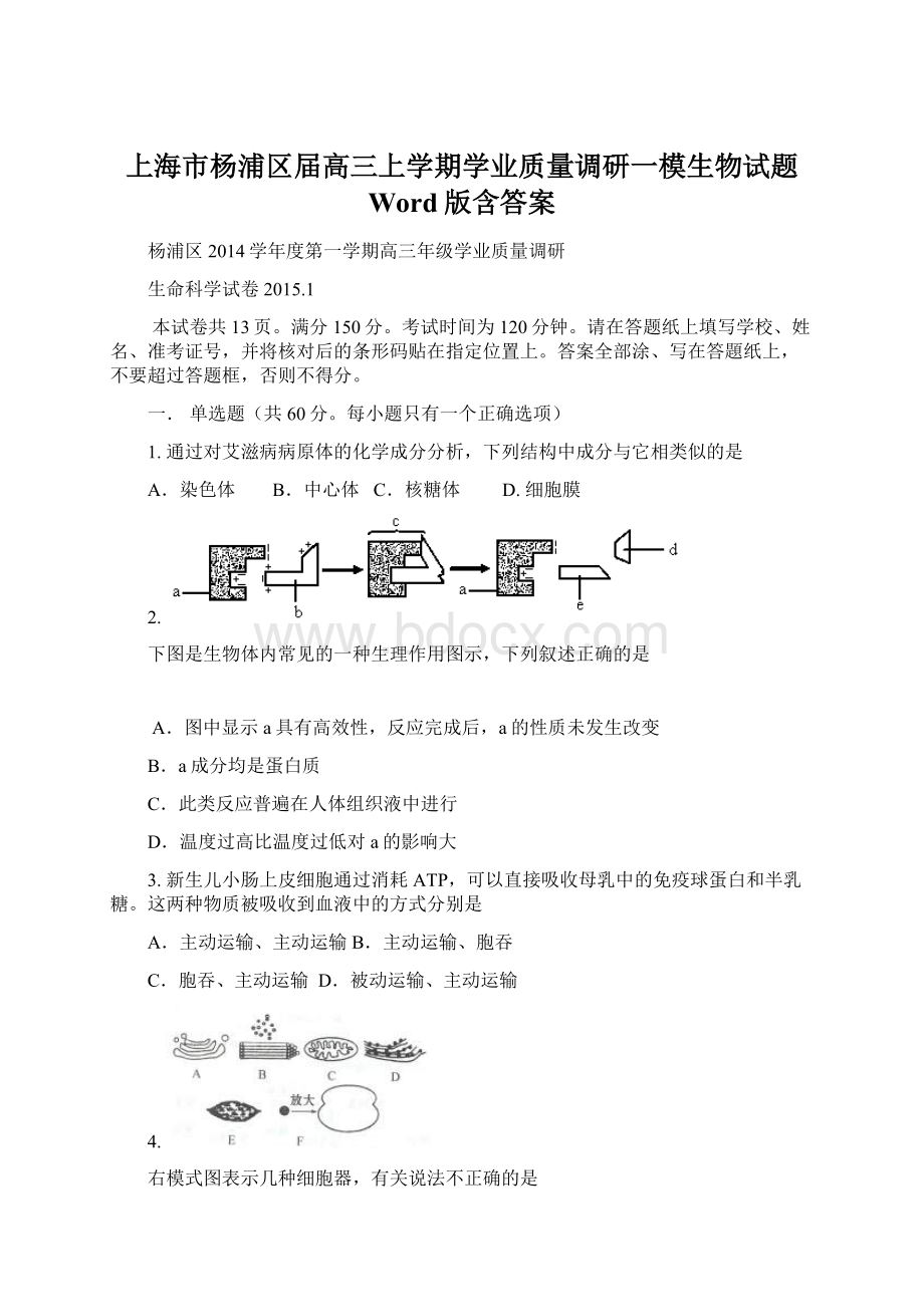 上海市杨浦区届高三上学期学业质量调研一模生物试题 Word版含答案.docx