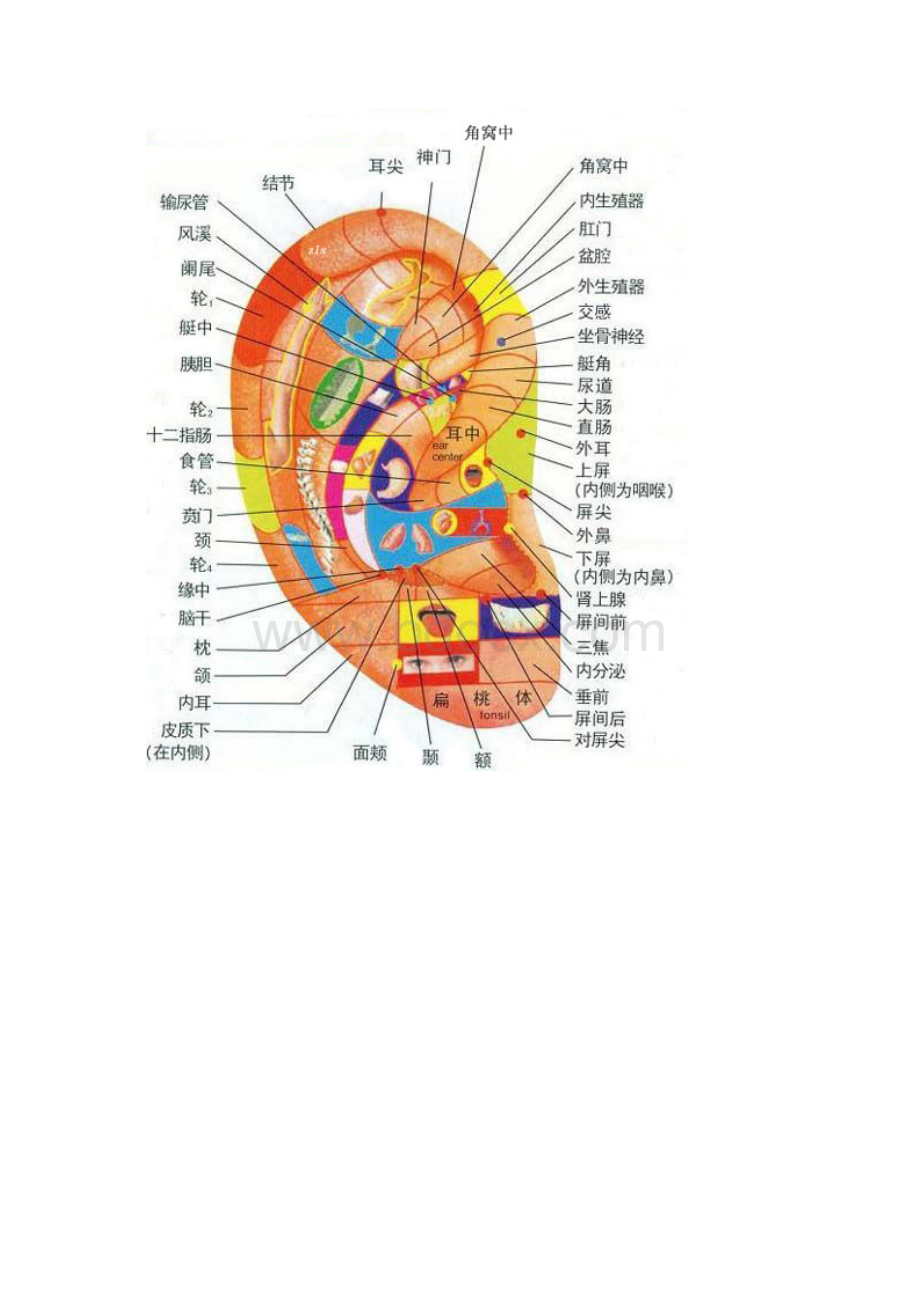 耳朵穴位图与按摩保健Word下载.docx_第2页