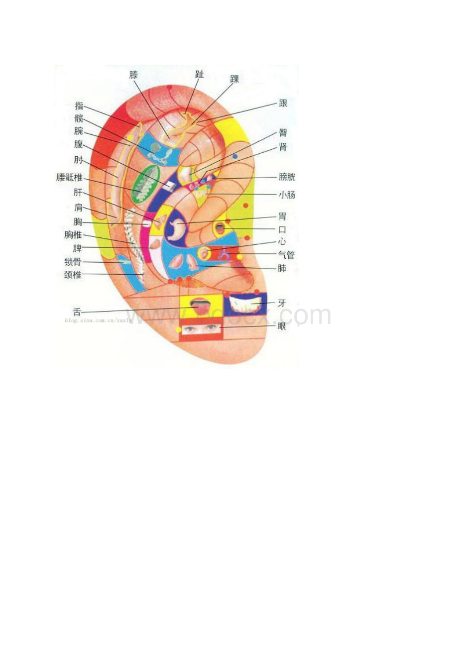 耳朵穴位图与按摩保健Word下载.docx_第3页