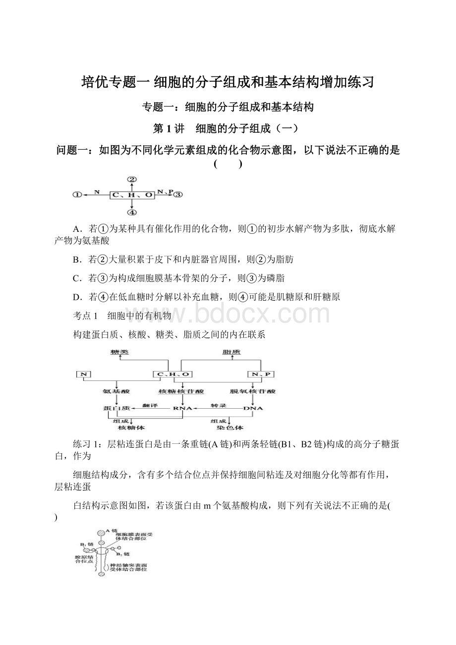 培优专题一细胞的分子组成和基本结构增加练习Word格式.docx